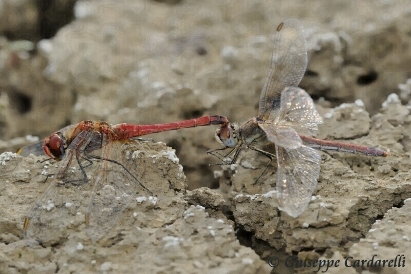 Scheda: Sympetrum fonscolombii